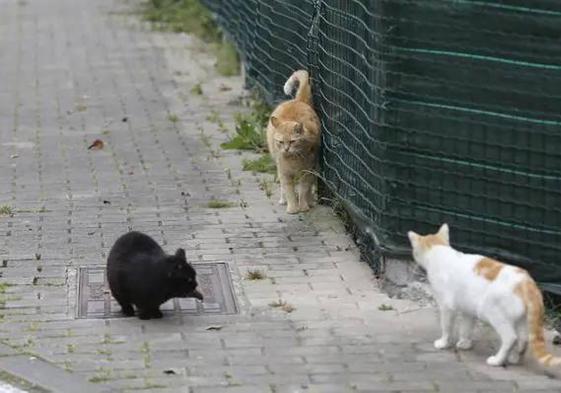 Imagen de archivo de gatos callejeros.