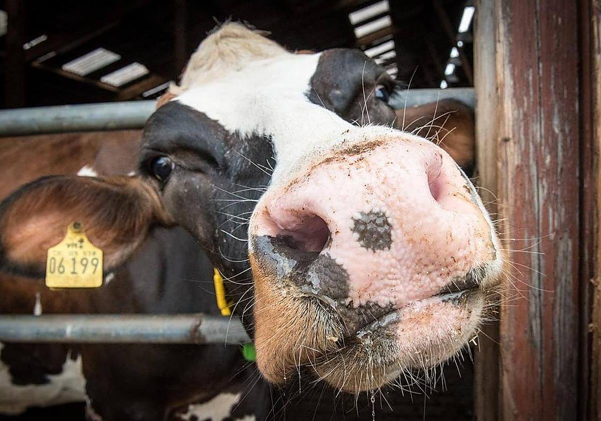 El Gobierno realiza un nuevo pago de más de 1,4 millones a ganaderos de Castilla y León