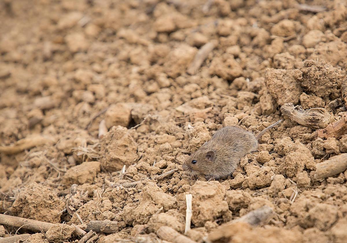 Topillo campesino en la comunidad.
