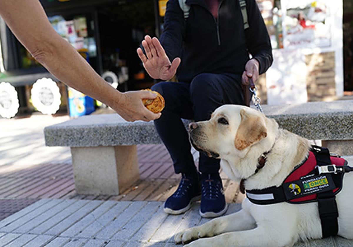 La Once pide a los ciudadanos que no ofrezcan comida a los perros guía y eviten distraer su atención
