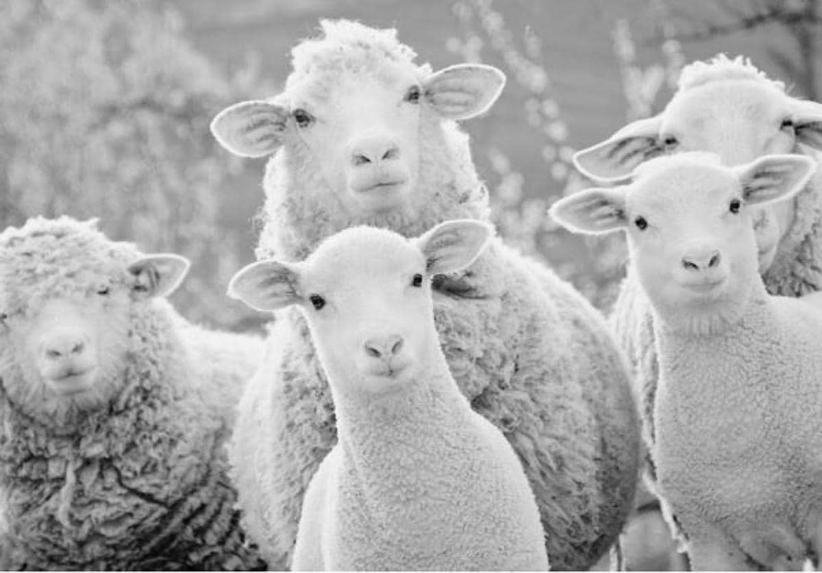 Un grupo de ovejas de leche como las afectadas por la enfermedad de lengua azul.