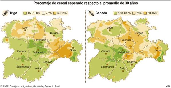 Cereal esperado en la comunidad.