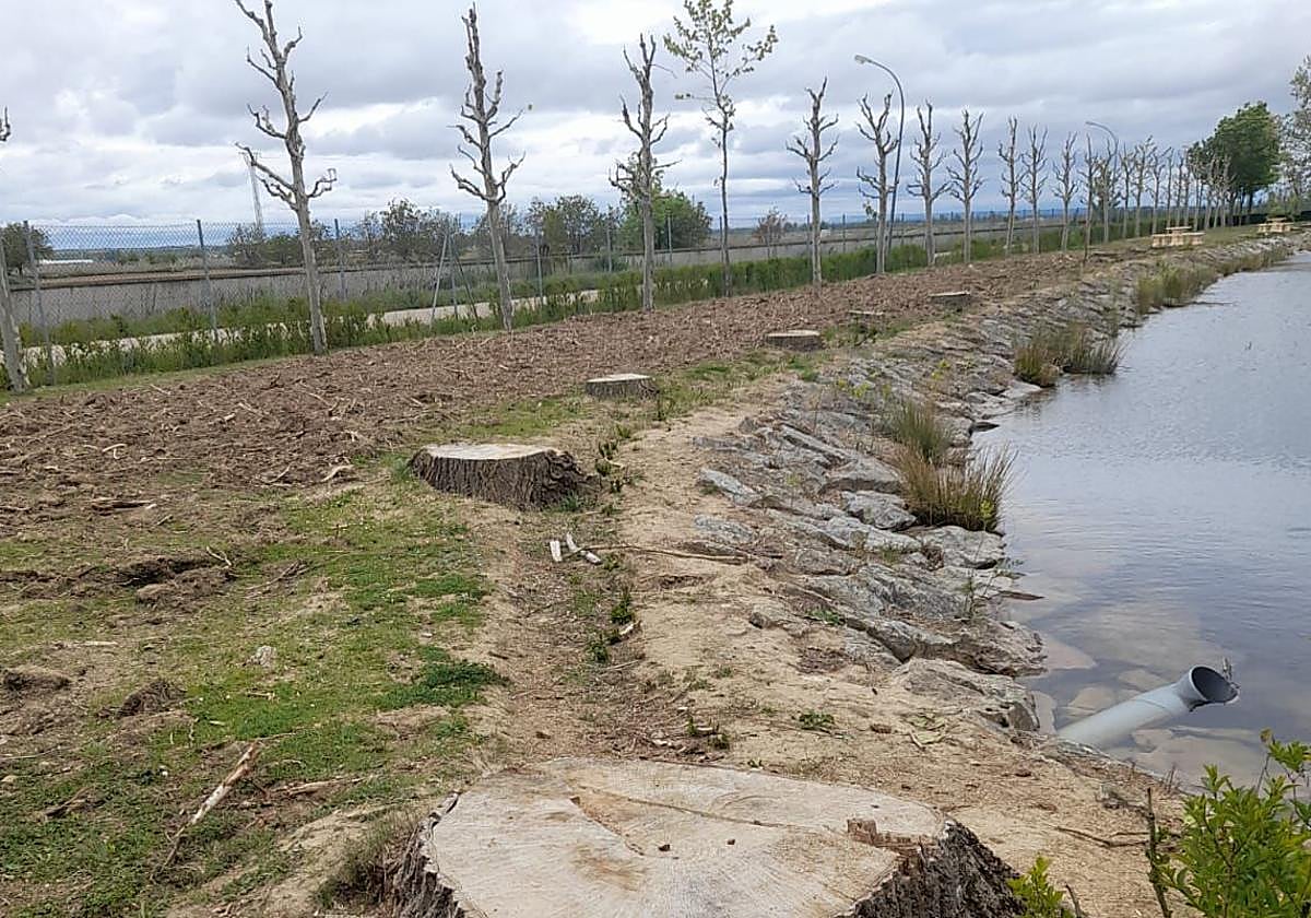 Denuncian la tala «indiscriminada» de 400 árboles en Fresno de la Vega ...