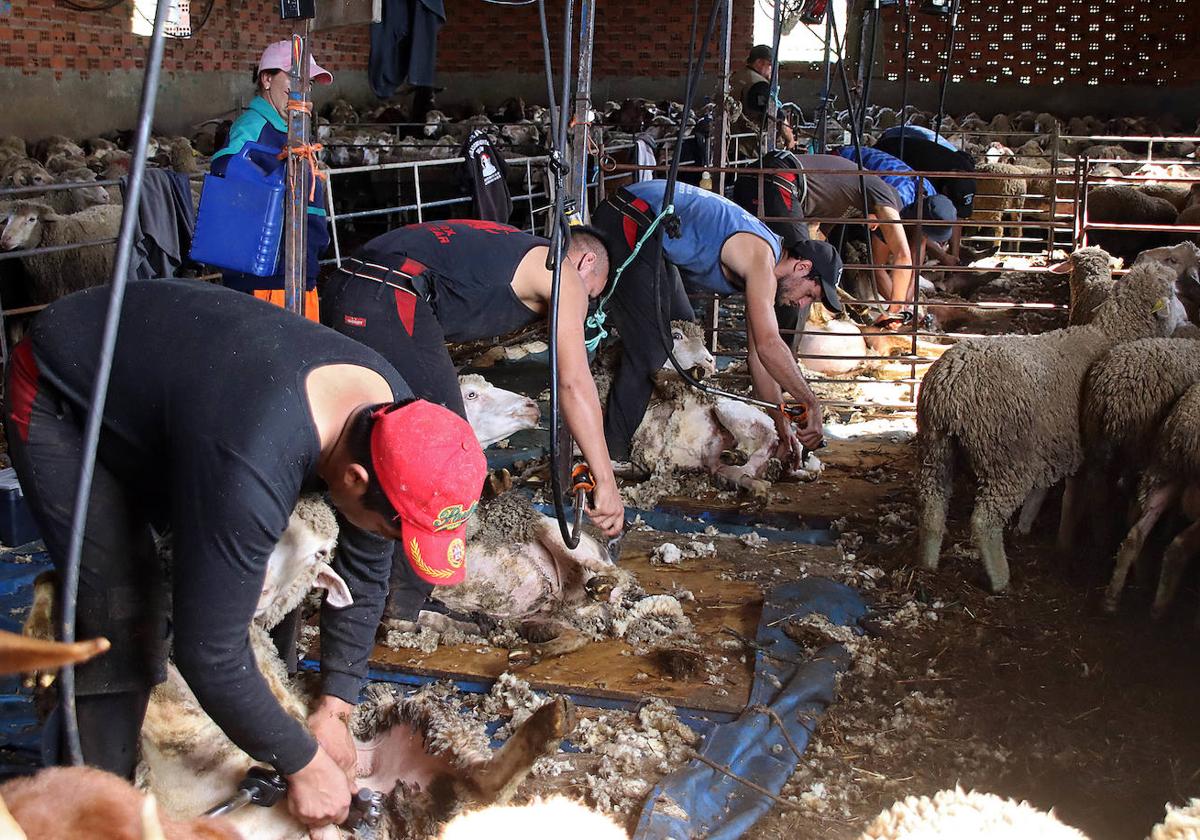 Un grupo de personas esquila ovejas en una explotación ganadera de León.