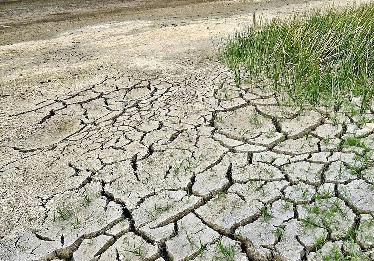 Imagen de un campo en sequía.