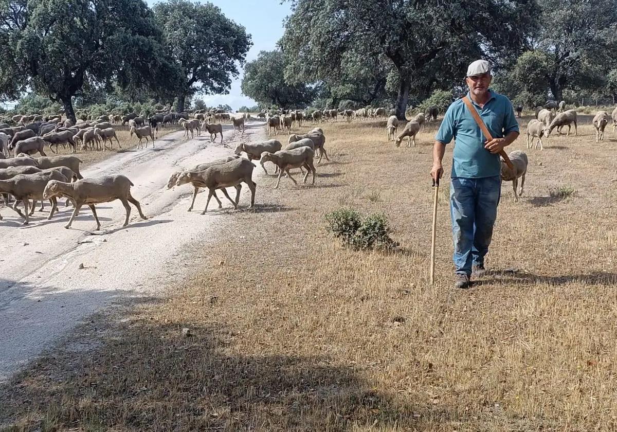 El pastor trashumante José Manuel Sánchez, en su viaje de 2023.