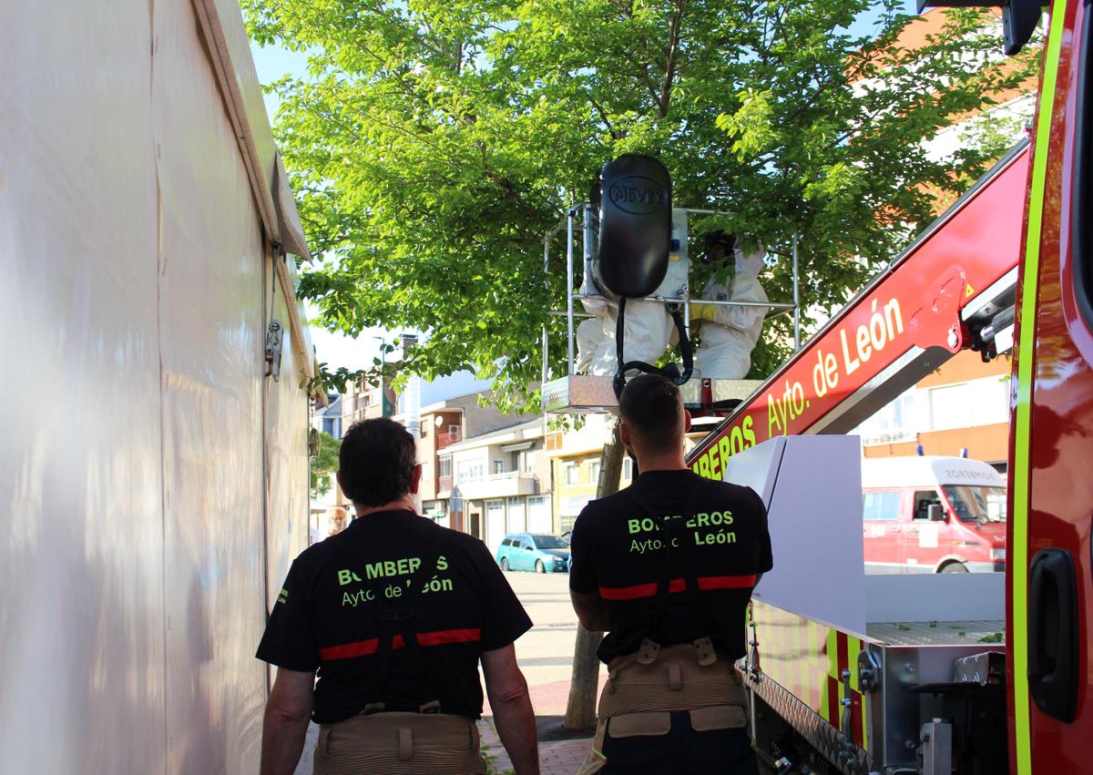 Imagen secundaria 1 - Retiran un enjambre en la entrada de la Feria de la Cerveza de Trobajo