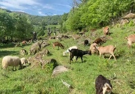 Cabras y ovejas pastando en el campo