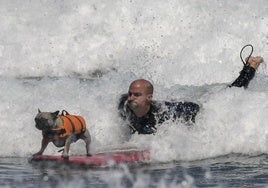 Primer Campeonato Europeo de Surf para perros en la playa de Salinas.