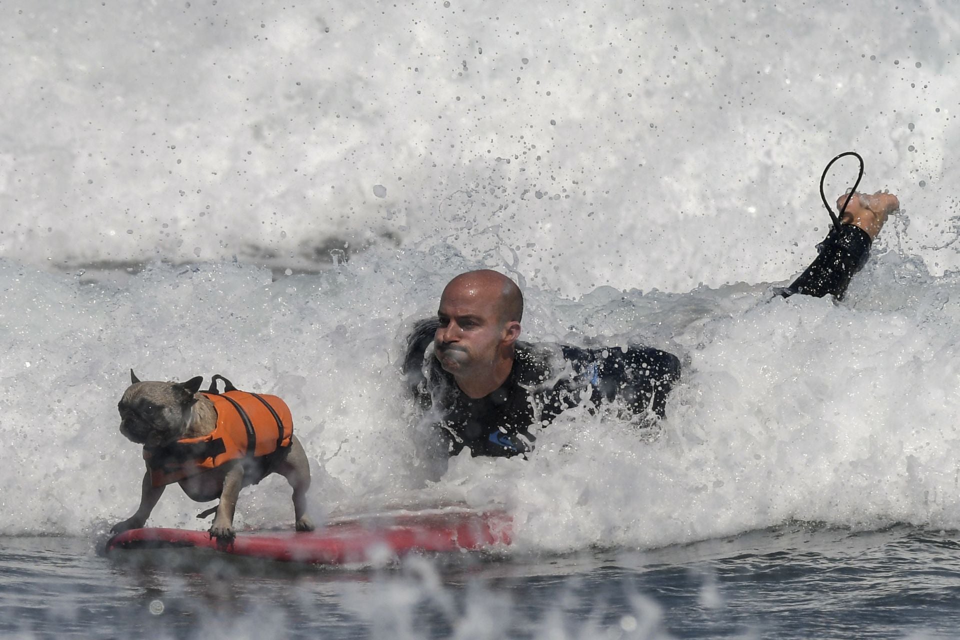 Primer Campeonato Europeo de Surf para perros en la playa de Salinas.