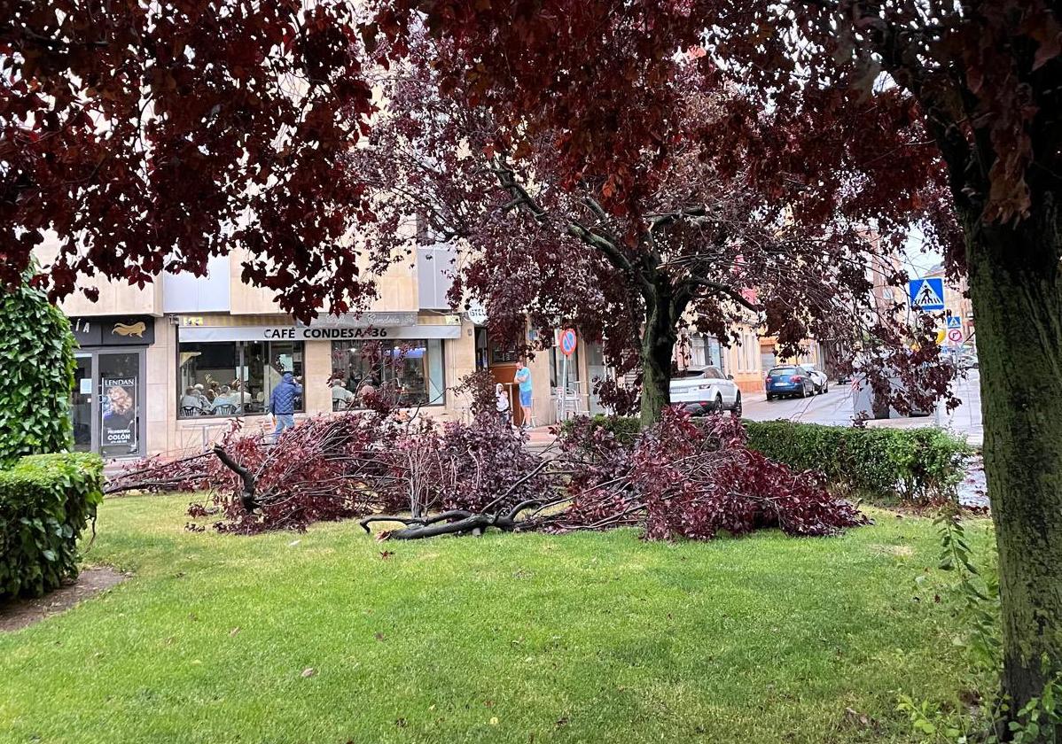 Imagen de varias ramas de un árbol desprendidas en la zona del Paseo de Condesa de León.