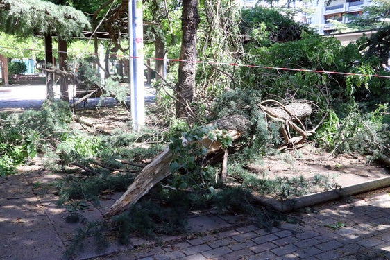 Imagen del árbol caído en el suelo del paseo de Papalaguinda.