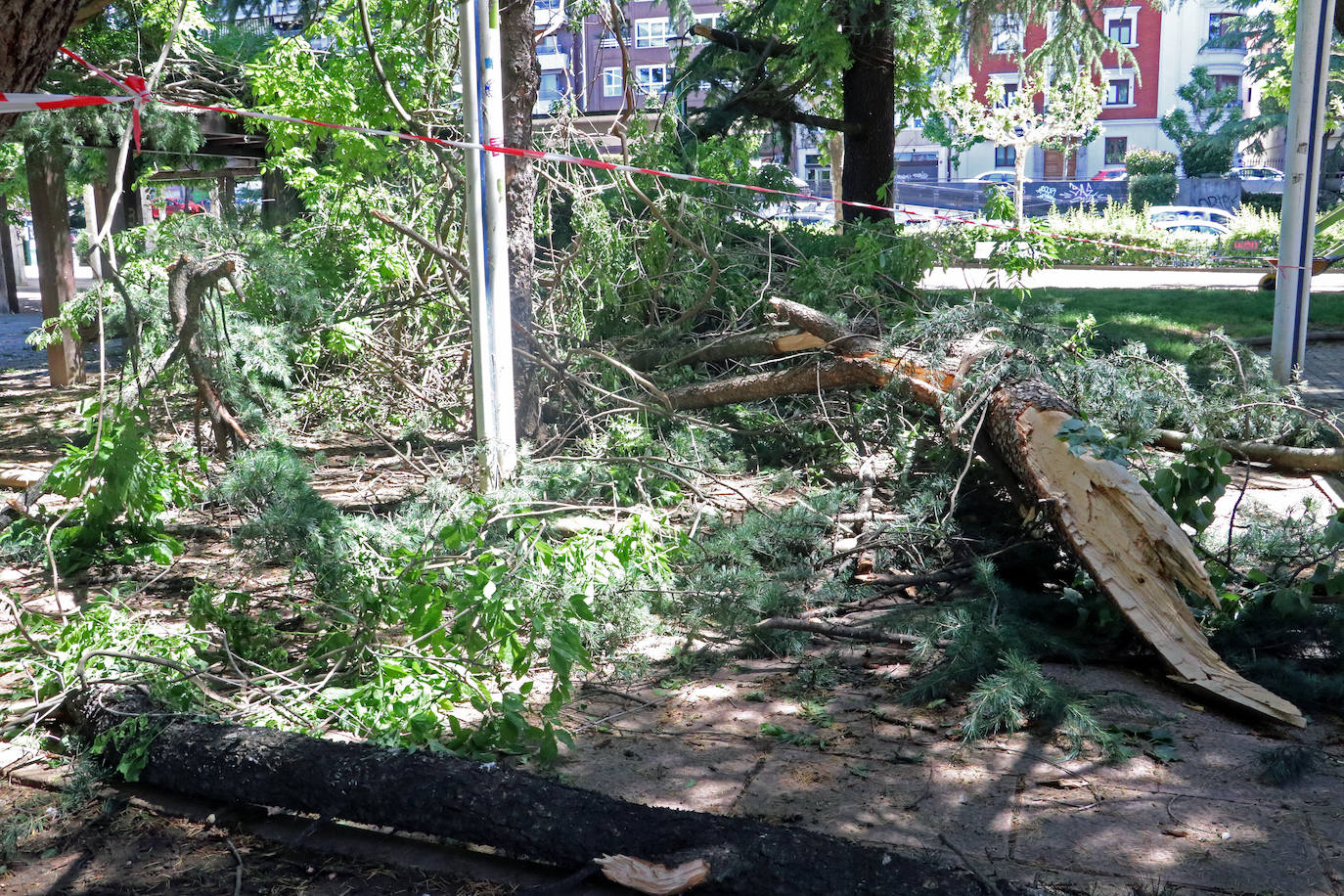 Desplome de un árbol en el paseo de Papalaguinda