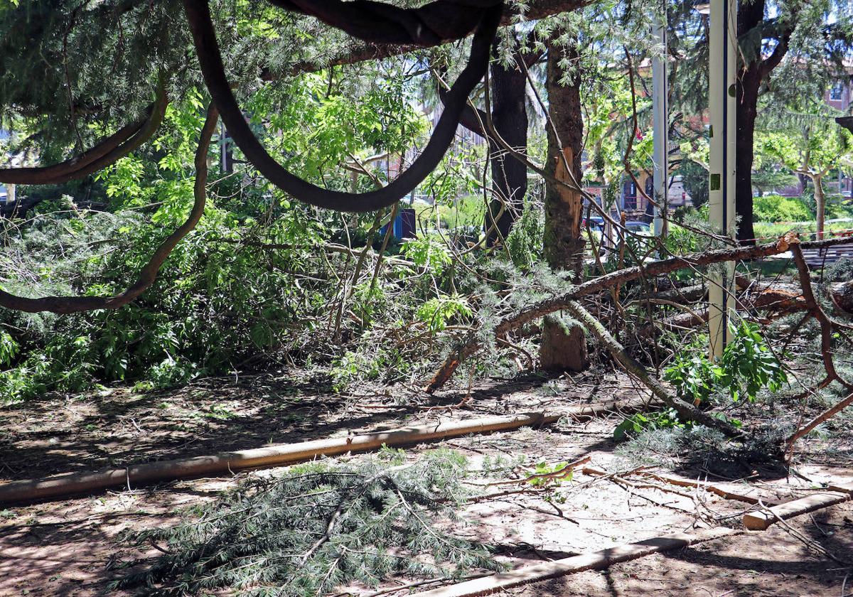 Desplome de un árbol en el paseo de Papalaguinda