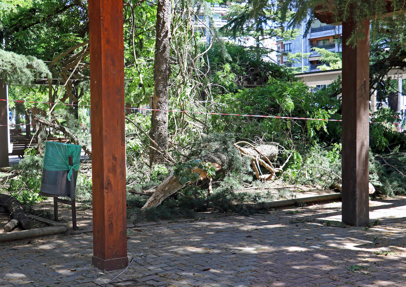 Desplome de un árbol en el paseo de Papalaguinda