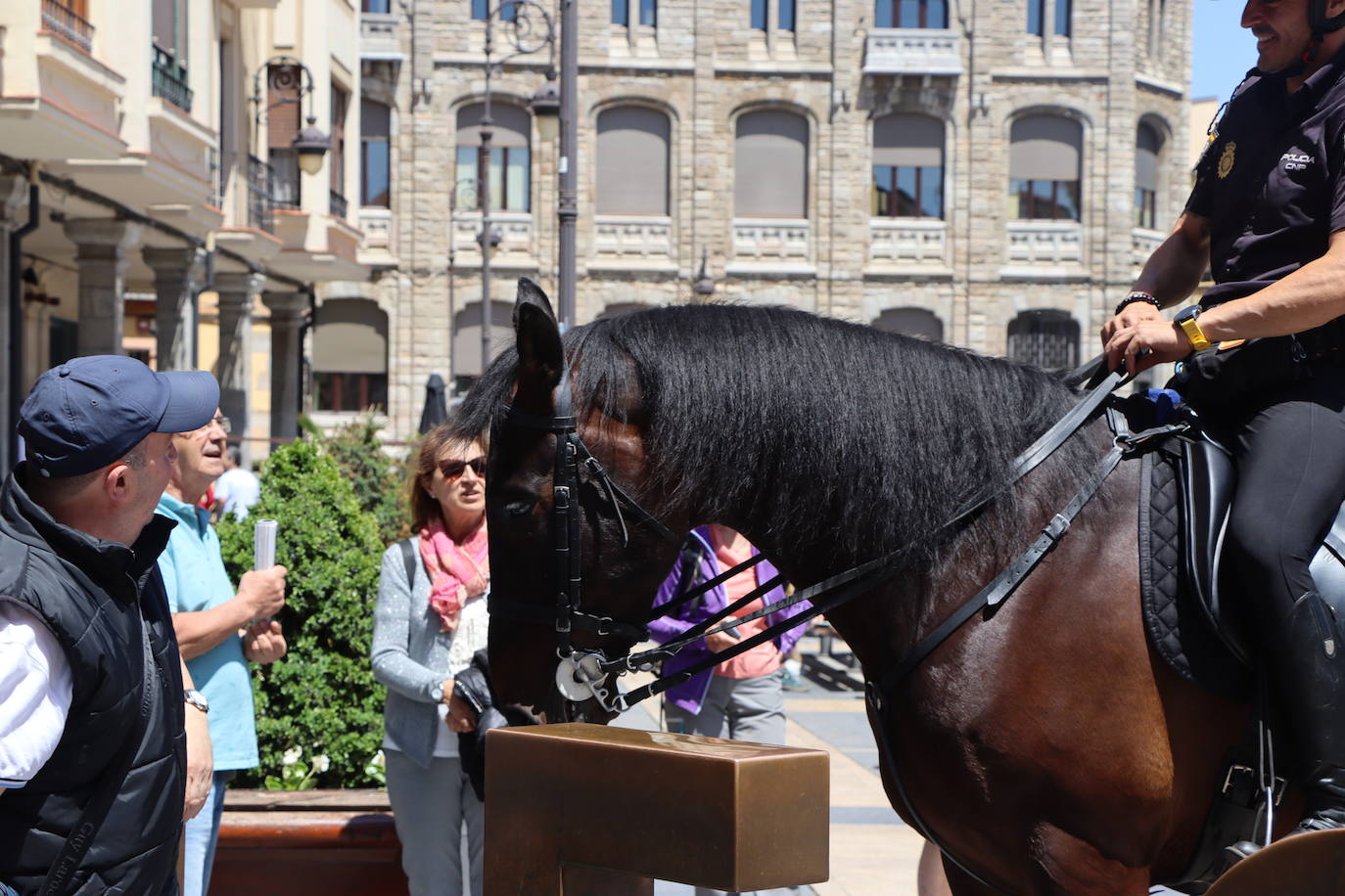 Los caballos de la Policía Nacional se pasean por León