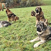 Morfología, movimiento y actitud: Las claves de los concursos de mastines leoneses