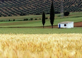 Vista general de un campo sembrado de cereales.