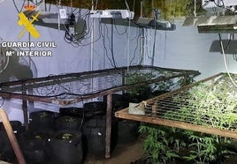 Detenido en Boñar por cultivar 42 plantas de marihuana y engancharse a la luz