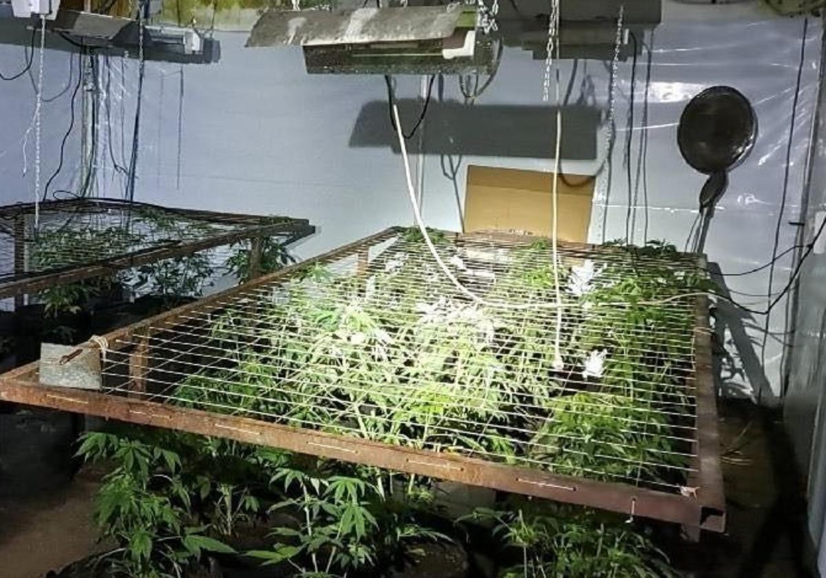 Detenido en Boñar por cultivar 42 plantas de marihuana y engancharse a la luz