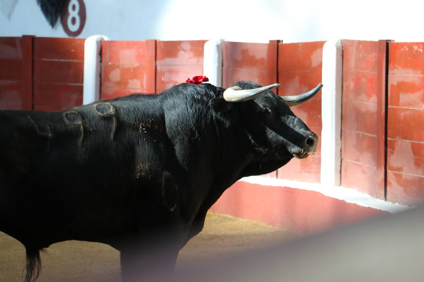 Las mejores imágenes de los toros