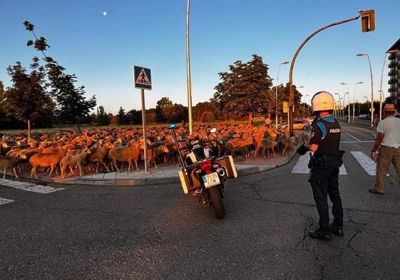 Ovejas realizando la trashumancia por León ciudad.