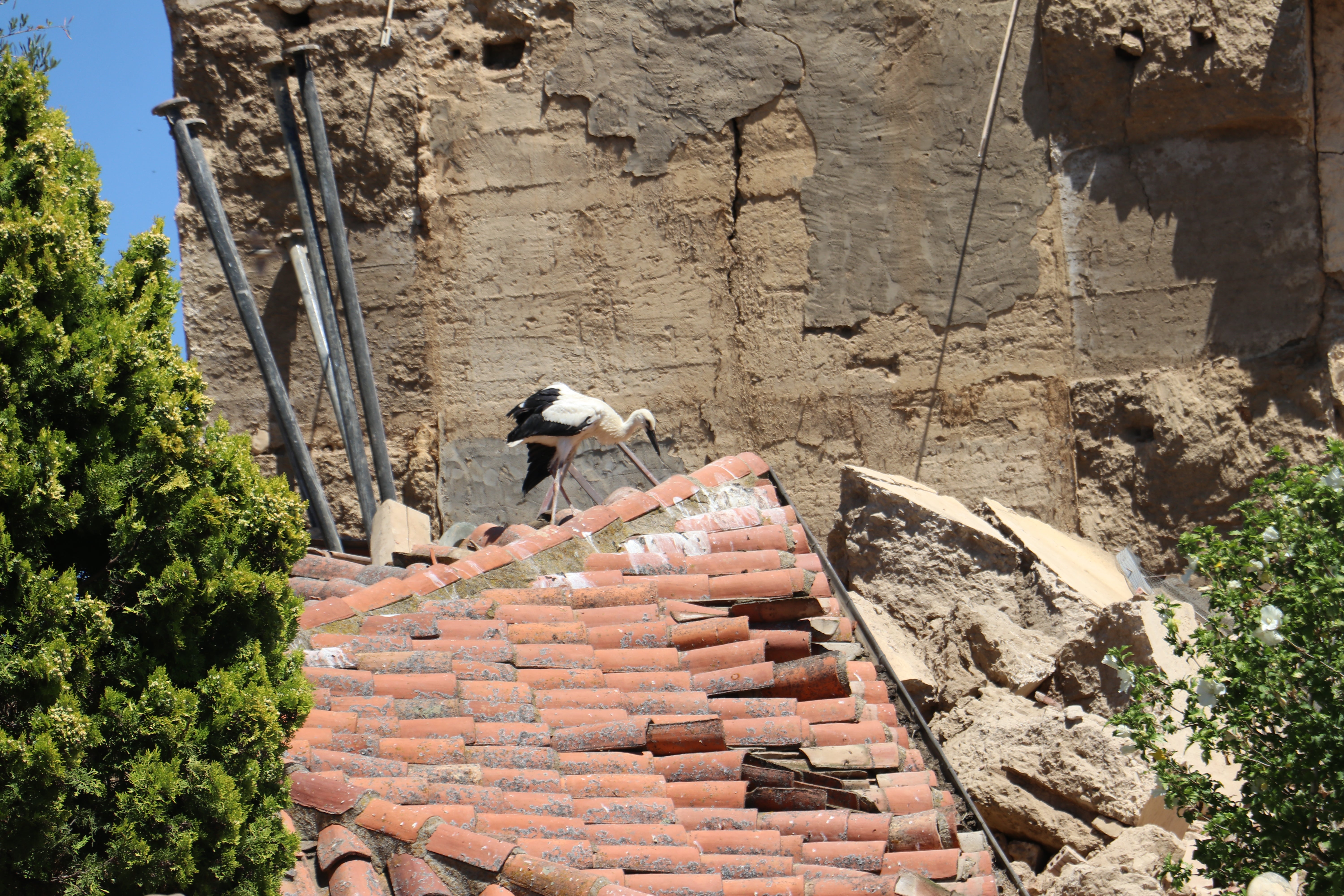 Imagen de uno de los polluelos rescatados.