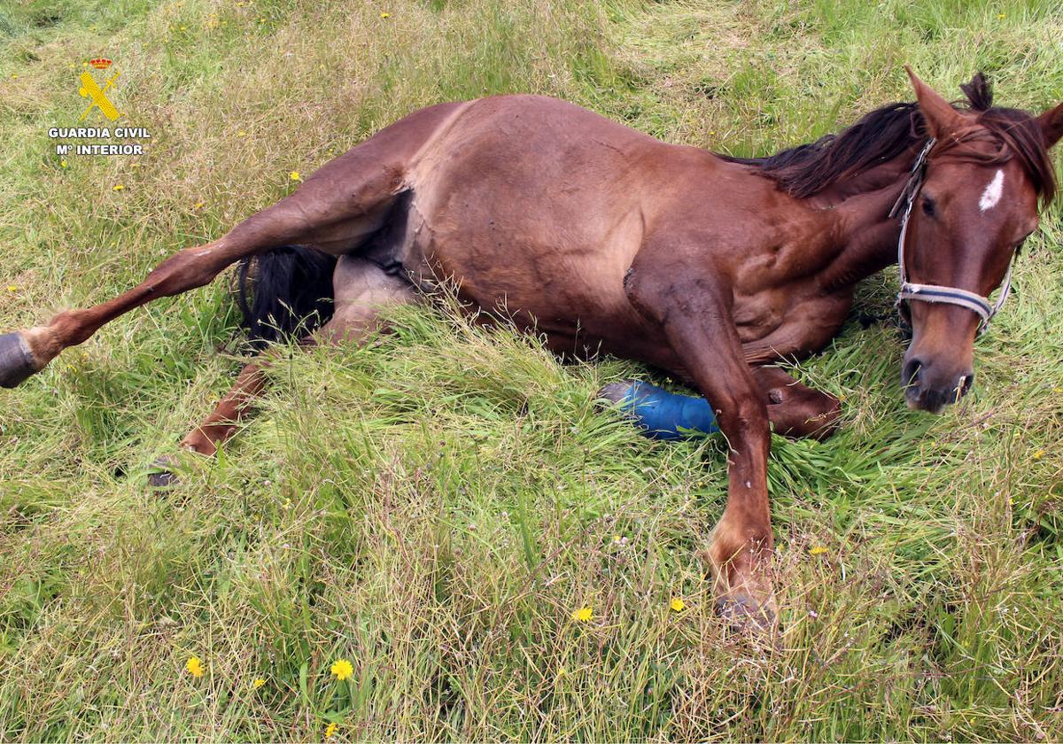 Caballo maniatado para limitar su desplazamiento.