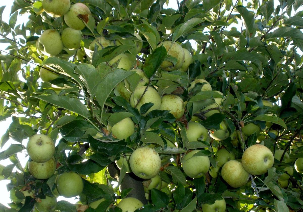 Un estudio de la ULE pone el foco en los aceites ensenciales de la manzana