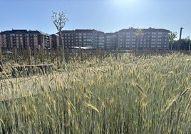 Espacio del cereal en el parque de las Tierras Leonesas.