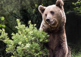 Oso pardo cantábrico.