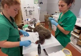 Dos veterinarias de la Junta de Castilla y León realizan las curas al osezno recogido en Barniedo de la Reina.