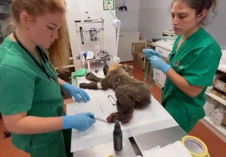 Dos veterinarias de la Junta de Castilla y León realizan las curas al osezno recogido en Barniedo de la Reina.