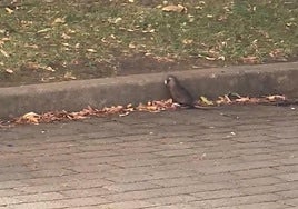 Rata muerta en las calles de León.