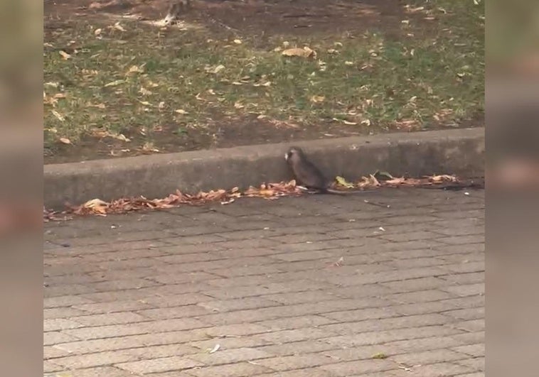 Rata muerta en las calles de León.