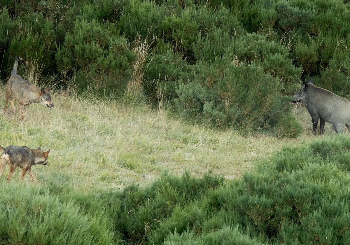 Una manada de lobos defiende a sus crías de un jabalí en Valdeón