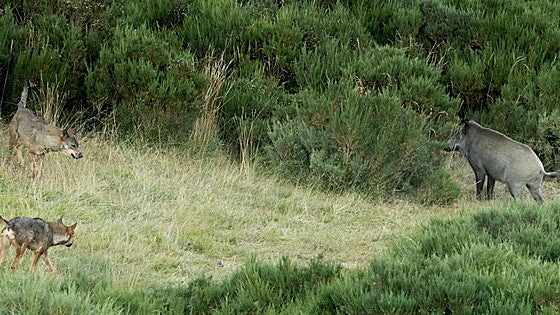 Una manada de lobos defiende a sus crías de un jabalí en Valdeón