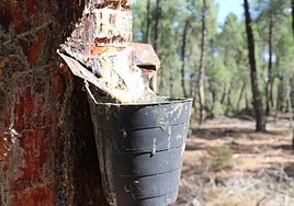 Recogida de resina en León.