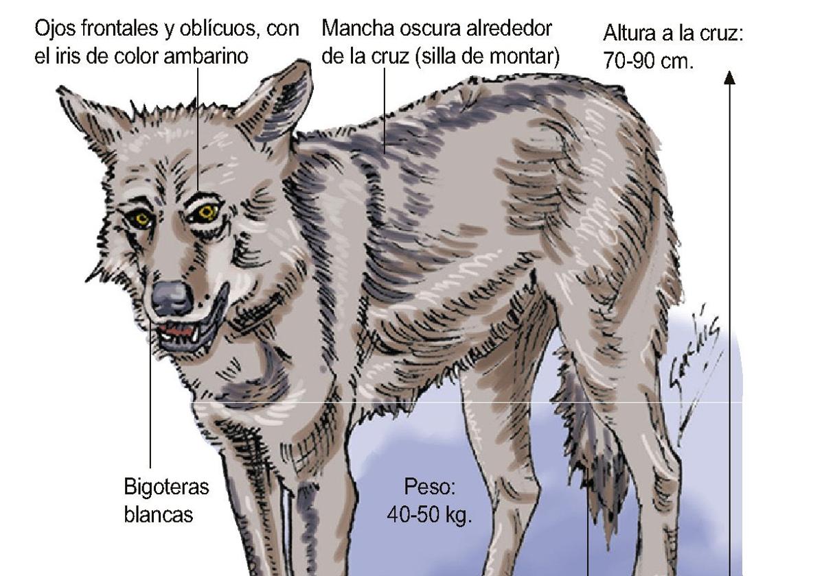 Infografía del lobo.