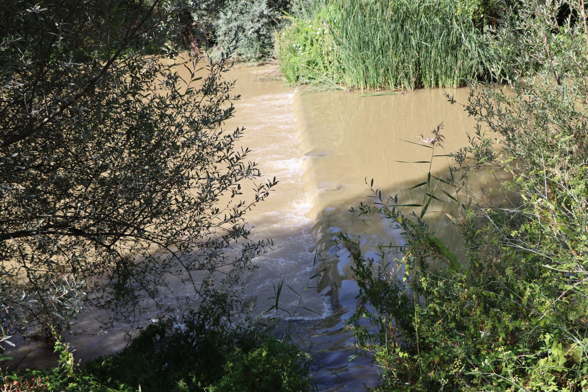 Lluvias llenan el río Bernesga y aumentan su caudal