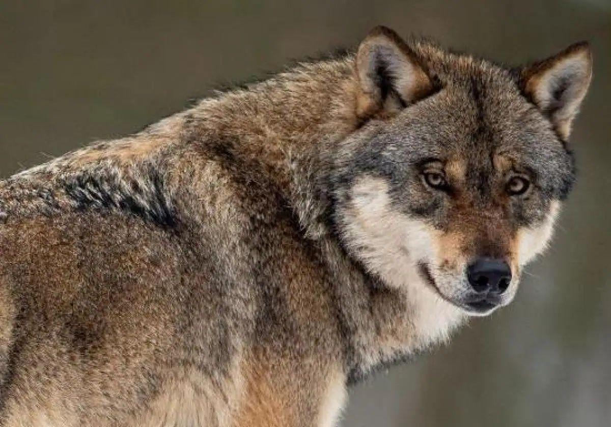 El lobo seguirá en el listado de especies protegidas hasta 2025