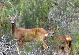 Ciervos en la Sierra de la Culebra.