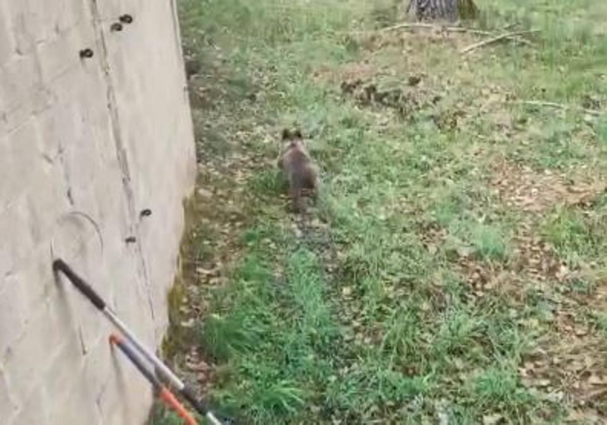 El osezno, en su estancia en el centro de Valsemana (La Ercina).