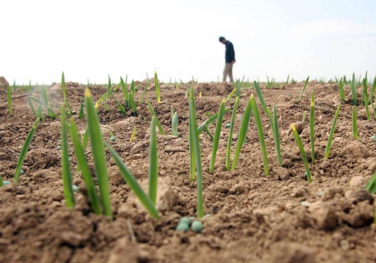 Agricultura aumenta hasta los 100.000 euros la ayuda para la incorporación de jóvenes al campo