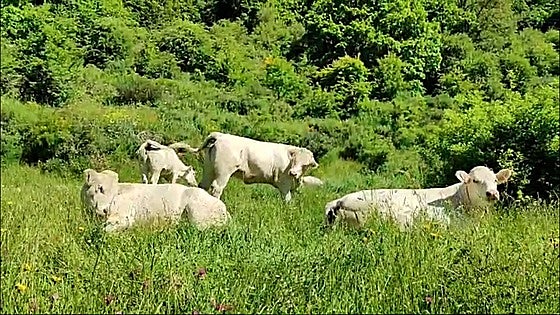 El campo alza la voz este viernes en los premios Agro