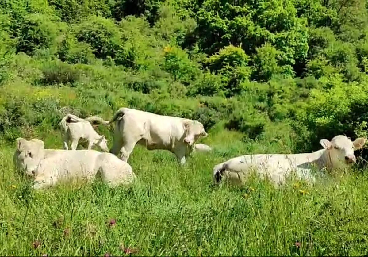 Ganado en la montaña leonesa