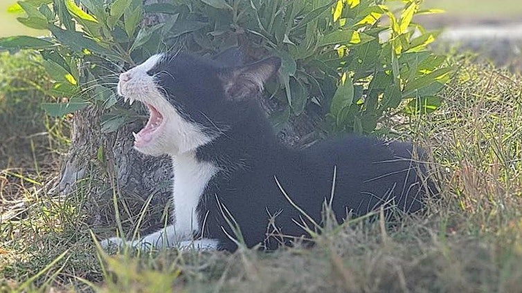 Investigan a dos personas por disparar a gatos en Valladolid