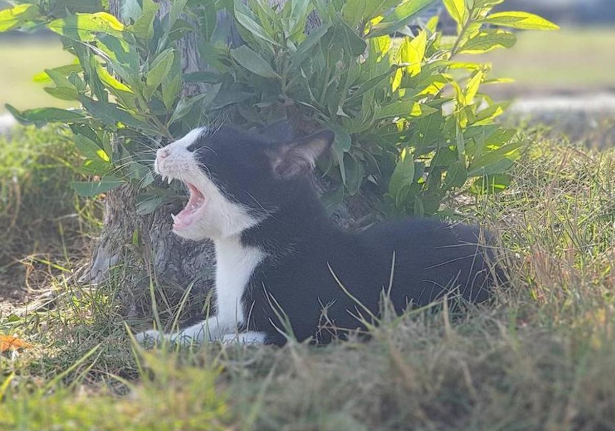 Investigan a dos personas por disparar a gatos en Valladolid