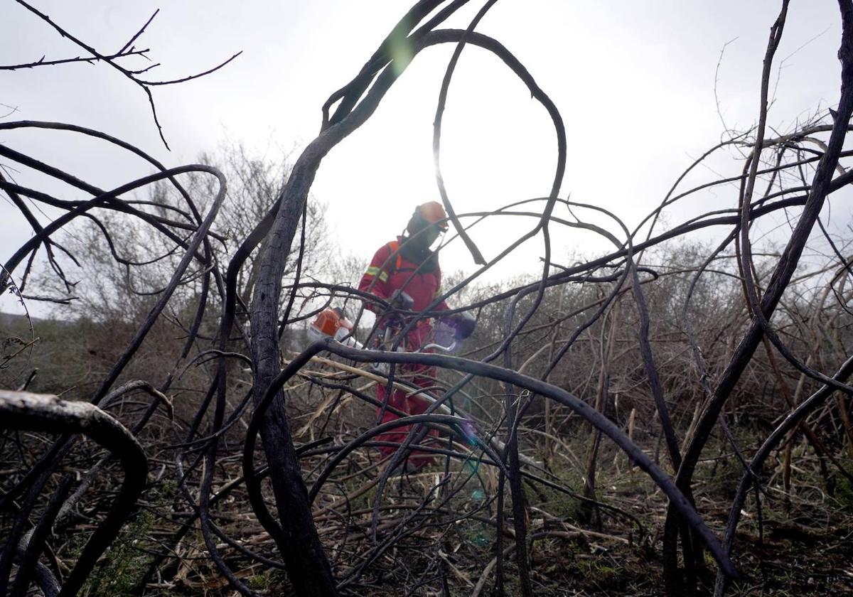 Efectivos del Servicio de Prevención y Extinción de Incendios realizan tareas de desbroce durante el invierno en la Sierra de la Culebra.