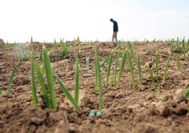 Asaja denuncia que con la nueva PAC Castilla y León recibirá menos dinero